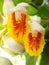 Closeup of blooming Alpinia malaccensis, ginger flowers