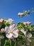 Closeup blooming apple tree buds with pink flowers and fresh green leaves