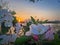 Closeup blooming apple tree buds with pink flowers and fresh green leaves against beautiful sunset background