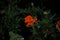 Closeup of a blooming Aztec marigold (Tagetes erecta) growing outdoor