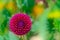 Closeup of blooming ball of purple fuchsia dahlia