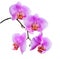 Closeup of blooming beautiful branch lilac orchid is isolated o