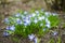 Closeup of blooming blue scilla luciliae flowers on sunny spring day. First spring bulbous plants