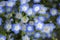 Closeup blooming blue with white nemophila flowers