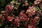 Closeup of blooming bouquet of Petunia flowers