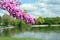 Closeup of the blooming branches of Judas tree (Cercis siliquastrum) covered with pink blossoms in spring