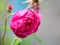 Closeup blooming and budding pink rose