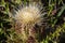 A Closeup of a Blooming Bull Thistle. Texas.