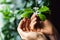 Closeup of a blooming calamondin branch in hand.