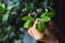 Closeup of a blooming calamondin branch in hand.