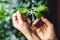 Closeup of a blooming calamondin branch in hand.