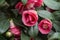 Closeup of blooming Camellia japonica