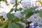 Closeup of a blooming cherry in sunny light in spring.