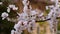 Closeup of blooming cherry tree branch with bunch of flowers