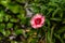 Closeup of a blooming China pink flower with raindrops on it in a garden under the sunlight