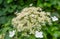 Closeup of a blooming Climbing hydrangea