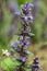 Closeup of a blooming common bugle ajuga reptans wildflower