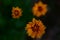 Closeup of blooming Coreopsis grandiflora flowers isolated in blurred background