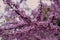 Closeup of blooming European crimson judas tree branches