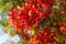 Closeup of blooming flame-tree, royal poinciana Delonix regia. Tropical decorative endemic tree species from Madagascar