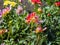 Closeup of blooming flower buds of multicolored spiky Semi-Cactus Dahlias