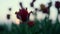 Closeup blooming flower silhouette in sunset background. Beautiful red tulip bud