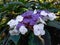 Closeup of blooming french hydrangeas in a garden under the sunligh