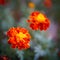 Closeup of blooming French marigold flowers in the home garden