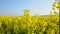 Closeup, blooming golden canola flowers in spring, agricultural field in country