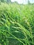 closeup of blooming green wheat grass lit morning sunlight