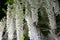 Closeup blooming hanging white wisteria flowers in Ashikaga flower park, japan