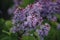 Closeup of blooming lilac in a garden setting.