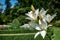 A closeup of blooming lilies in Arboretum Volcji potok, Slovenia