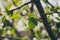 Closeup of a blooming Malus fusca tree under the sunlight with a blurry background