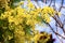 Closeup of a blooming mimosa tree