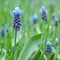 Closeup of a blooming muscari. Muscari field. Spring. Square format.