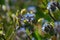 Closeup of blooming Myosotis arvensis buds in a field under the sunlight with a blurry backgroun