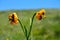 Closeup of blooming orange Lilium bosniacum flowers isolated in green nature background