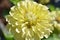 Closeup of blooming pale yellow zinnia