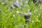 Closeup of a blooming phacelia