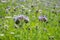 Closeup of a blooming phacelia