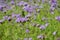 Closeup of a blooming phacelia