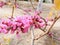 Closeup of blooming pink flowers of a Judas tree, a plant of a family of legume tsercis blossoms