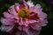 A closeup blooming pink peony flower in the garden