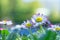 Closeup of blooming pink and white daisy in garden, bellis perennis on blur background, copy space