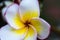 Closeup blooming plumeria