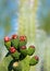 Closeup of Blooming Prickly Pear Cactus