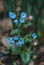 Closeup of a blooming pulmonaria or lungwort