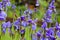 Closeup of blooming purple Iris sibirica sibirian iris in spring with raindrops in front of natural green background.