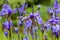 Closeup of blooming purple Iris sibirica sibirian iris in spring with raindrops in front of natural green background.